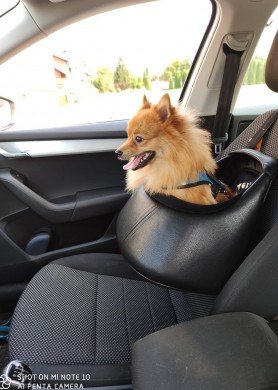 Automobilinė kėdutė šunims 1 XXL