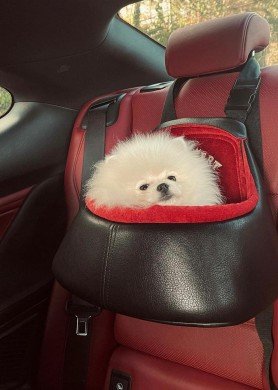 Automobilinė kėdutė šunims 2 XXL