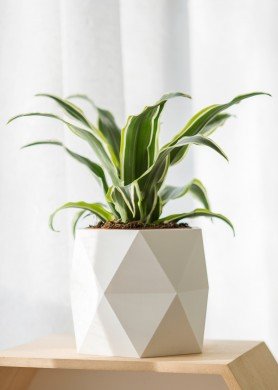 Didelis geometrinis baltas vazonas