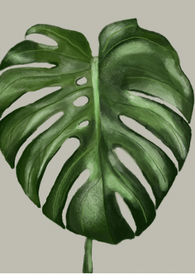 Monstera