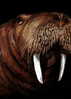 Ieškok šviesos - Vėplys (Odobenus rosmarus)